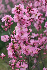 flower flowers blossom blossoms pink tree trees branches branch brown green leaves leaf china qinghai xining amdo tibet tibetan asia asian spring