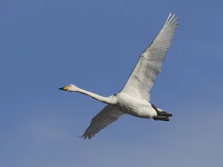 Printed roller blinds Swan Whooper swan (Cygnus cygnus)