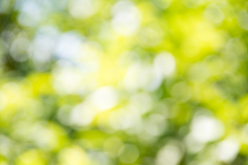 blurred of green bokeh background