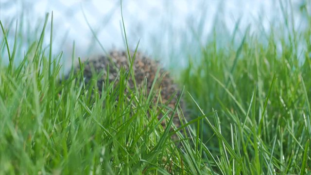 Sweet hedgehog in nature background. The hedgehog runs into green grass Natural light. Close up view. 4k