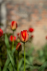 Obraz premium red tulips in the garden