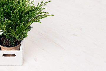 Home soft decor with young green plants in white box on beige wood table.