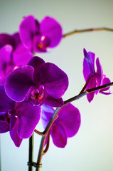 Fototapeta na wymiar Lilac flower of orchid