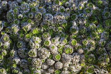 Rock Spring Welcoming.