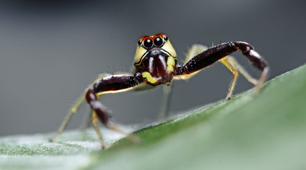 Beautiful Spider on green leaf, Jumping Spider in Thailand, Epocilla calcarata