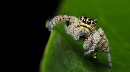 Beautiful Spider on green leaf, Jumping Spider in Thailand, Carrhotus viduus
