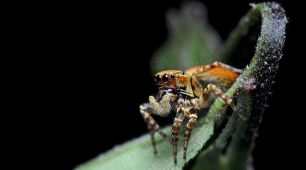 Beautiful Spider on green leaf, Jumping Spider in Thailand, Carrhotus sannio