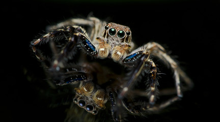 Beautiful Spider on glass, Jumping Spider in Thailand, Plexippus petersi