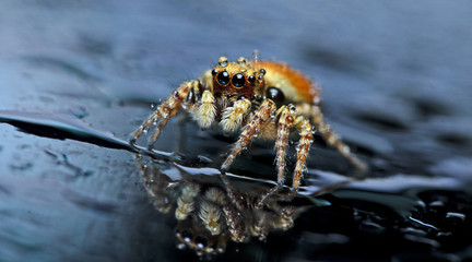Beautiful Spider on glass, Jumping Spider in Thailand, Carrhotus sannio