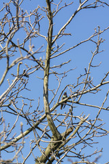 Bird starling on a branch in a tree without leaves.