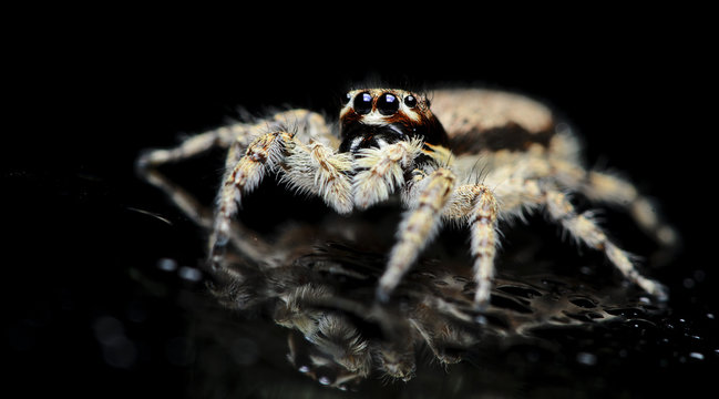 Beautiful Spider on glass, Jumping Spider in Thailand, Menemerus bivittatus