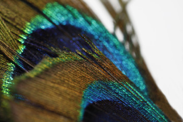 Pfauenfeder Struktur / Textur / Details - Marko Aufnahme 