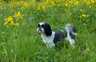 Naklejka na ściany i meble Deep in Thought/Purebred Shih Tzu standing in a field of yellow flowers. 