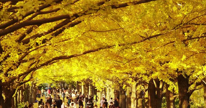 A Gingko Tree with Yellow Leaves in Autumn in the Park