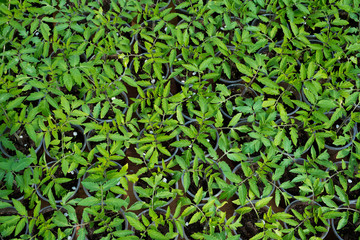 tomato seedlings growing in a greenhouse - selective focus, copy space