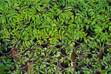 tomato seedlings growing in a greenhouse - selective focus, copy space