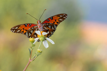 Fototapeta na wymiar Monarch butterfly on a white flower wings spread.