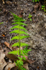 Fern in forest