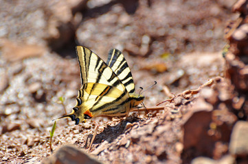 Iphiclides podalirius on the ground. Scarce Swallowtail butterfly taking minerals from ground