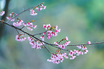 Flower,Prunus cerasoides,Wild Himalayan Cherry.