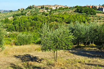 Naklejka premium Town Skyline and Olive Trees.