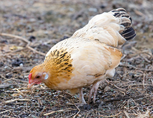 The hen look for something feed
