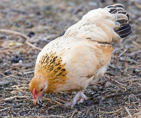 The hen look for something feed