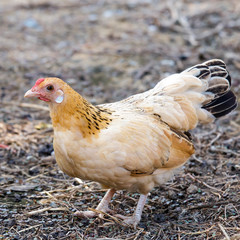 The hen look for something feed