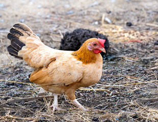 The hen look for something feed