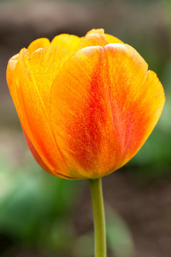 extreme close up of a yellow tulip - selective focus