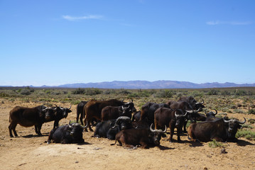 Fototapeta na wymiar Black African buffalo herd sitting and standing at Africa safari