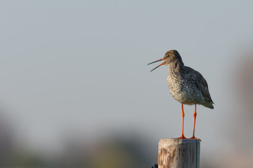 Redshank Calling while Standing on Wooden Pole