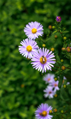 Bee sucking nectar from purple flower