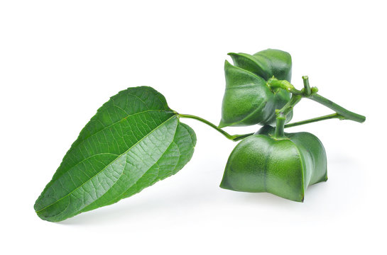 fresh sacha inchi with leaves isolated on white background