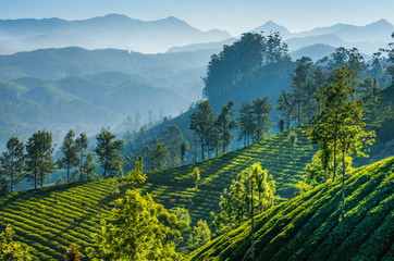 Naklejka premium Green tea plantations. Munnar, Kerala, India
