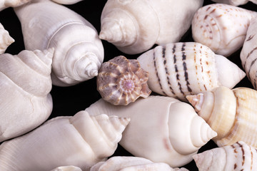 Collection of various kinds of sea shells on black background.