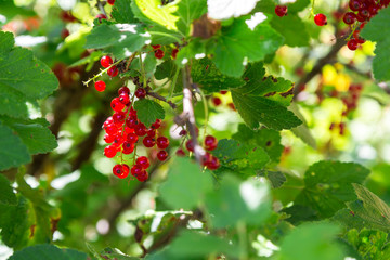 reife Johannisbeeren leuchten im Gegenlicht an einem Strauch