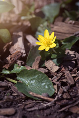 Scharbockskraut (Ficaria verna)