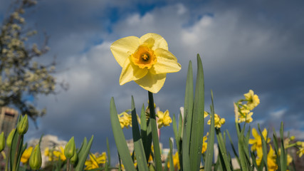 yellow daffodils © leonw302