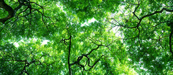 Fototapeta premium Worm's Eye View Trees, Extreme hires panorama 