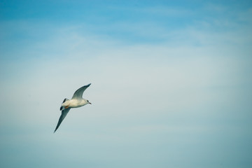 Fototapeta na wymiar Seagull flying, blue tone filter.