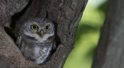 Owl, Spotted owlet (Athene brama) in tree hollow,Bird of Thailand