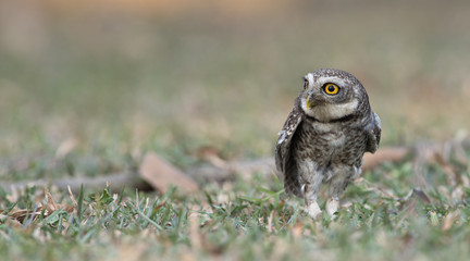 Owl, Spotted owlet (Athene brama) on ground,Bird of Thailand