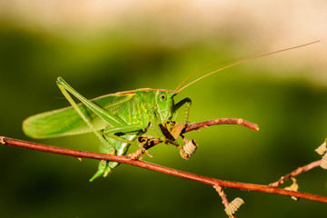 Fototapeta premium Grasshopper green (Tettigonia viridissima)