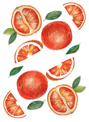 Citrus ornament on white background for design, fabric or print. Hand drawn watercolor illustration of oranges on the white background
