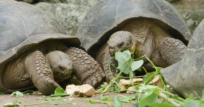 Tortoises Eating
