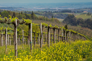 Vineyards