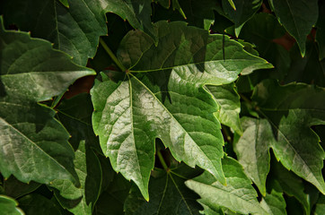 Green ivy