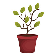 tree plant in pot vector illustration design