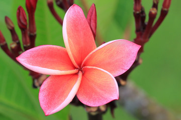 Close up of pink frangipani flower